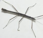 (Phasmida) - Insectos palo