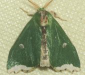 Notodontidae