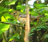 Setophaga castanea Reinita castaña / Bay-breasted Warbler / Setophaga castanea (Passeriformes, Parulidae). Fotografía: Sebastián Berrío