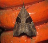 Erebidae Erebidae