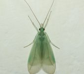 Leptonema sp. (Trichoptera)