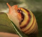 Gastropoda Drymaeus iris (Gastropoda)