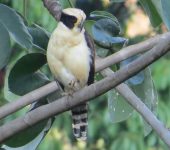 Herpetotheres cachinnans (Falconiformes, Falconidae)