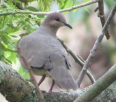 Leptotila verreauxi Torcaza caminera / White-tipped Dove / Leptotila verreauxi (Columbiformes, Columbidae). Fotografía: Sebastián Berrío
