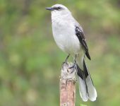 Sinsonte / Tropical Mockingbird / Mimus gilvus (Passeriformes, Mimidae). Fotografía: Jorge Cano
