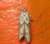 Blastobasidae Blastobasidae (Lepidoptera)
