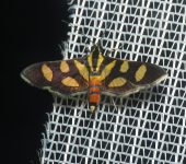 Crambidae