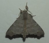 Apatelodidae