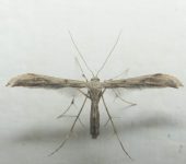 Pterophoridae