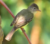 Camptostoma obsoletum Mosquerito silbón / Southern Beardless-Tyrannulet / Camptostoma obsoletum (Passeriformes, Tyrannidae). Fotografía: Sebastián Berrío