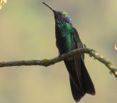 Colibri coruscans Chillón común / Sparkling Violetear / Colibri coruscans (Caprimulgiformes, Trochilidae). Fotografía: Jorge Cano