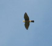 Azor collarejo / Semicollared Hawk / Microspizias collaris (Accipitriformes, Accipitridae). Fotografía: Jorge Cano