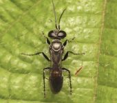 Liris sp. (Hymenoptera)