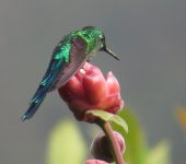 Aglaiocercus kingii Silfo coliverde / Long-tailed Sylph / Aglaiocercus kingii (Caprimulgiformes, Trochilidae). Fotografía: Jorge Cano