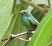 Colibri cyanotus Chillón verde / Lesser Violetear/ Colibri cyanotus (Caprimulgiformes, Trochilidae). Fotografía: Jorge Cano