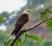 Pigua / Yellow-headed Caracara / Milvago chimachima (Falconiformes, Falconidae). Fotografía: Sebastián Berrío