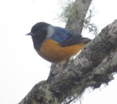 Conirrostro encapuchado / Blue-backed Conebill / Conirostrum sitticolor (Passeriformes, Thraupidae). Fotografía: Jorge Cano