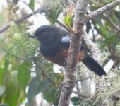 Picaflor pechirrufo / Chestnut-bellied Flowerpiercer / Diglossa gloriosissima (Passeriformes, Thraupidae). Fotografía: Jorge Cano
