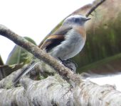 Ochthoeca rufipectoralis Pitajo pechirrufo / Rufous-breasted Chat-Tyrant / Ochthoeca rufipectoralis (Passeriformes, Tyrannidae). Fotografía: Jorge Cano