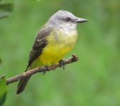 Tyrannus melancholicus Sirirí / Tropical Kingbird / Tyrannus melancholicus (Passeriformes, Tyrannidae). Fotografía: Sebastián Berrío