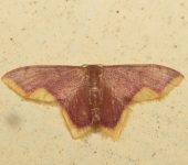 Geometridae