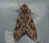 Sphingidae