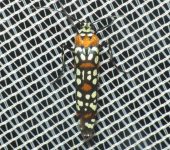 Attevidae