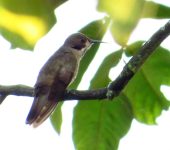 Colibri delphinae Colibrí pardo / Brown Violetear / Colibri delphinae (Caprimulgiformes, Trochilidae). Fotografía: Sebastián Berrío