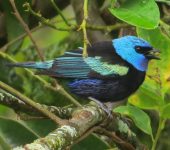 Tangara real / Blue-necked Tanager / Stilpnia cyanicollis (Passeriformes, Thraupidae). Fotografía: Sebastián Berrío