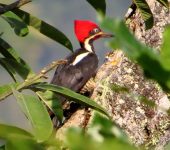 Carpintero real / Lineated Woodpecker / Dryocopus lineatus (Piciformes, Picidae). Fotografía: Sebastián Berrío