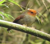 Pseudotriccus ruficeps Tiranuelo cabecirrufo / Rufous-headed Pygmy-Tyrant / Pseudotriccus ruficeps (Passeriformes, Tyrannidae). Fotografía: Jorge Cano
