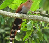 Soledad - Cuco ardilla / Squirrel Cuckoo / Piaya cayana (Cuculiformes, Cuculidae). Fotografía: Sebastián Berrío