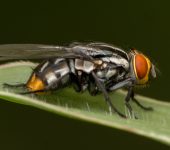 Diptera (Moscas, zancudos)