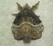 Lasiocampidae Lasiocampidae, Lepidoptera