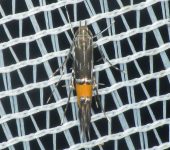 Cosmopterigidae Cosmopterix sp. (Insecta, Lepidoptera, Cosmopterigidae)