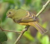 Mionectes oleagineus Atrapamoscas ocráceo / Ochre-bellied Flycatcher / Mionectes oleagineus (Passeriformes, Tyrannidae). Fotografía: Sebastián Berrío.