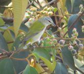 Leiothlypis peregrina Reinita verderona / Tennessee Warbler / Leiothlypis peregrina (Passeriformes, Parulidae). Fotografía: Sebastián Berrío