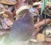 Zentrygon linearis Paloma perdiz lineada / Lined Quail-Dove / Zentrygon linearis (Columbiformes, Columbidae). Fotografía: Sebastián Berrío