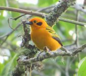 Tangara dorada / Golden Tanager / Tangara arthus (Passeriformes, Thraupidae). Fotografía: Sebastián Berrío