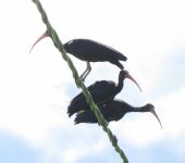 Phimosus infuscatus (Pelecaniformes, Threskiornithidae)