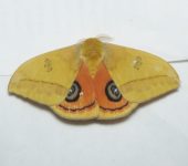 Saturniidae