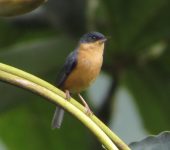 Picaflor canela / Rusty Flowerpiercer / Diglossa sittoides (Passeriformes, Thraupidae). Fotografía: Sebastián Berrío