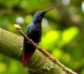Anthracothorax nigricollis Mango pechinegro / Black-throated Mango / Anthracothorax nigricollis (Caprimulgiformes, Trochilidae). Fotografía: Sebastián Berrío