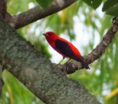Piranga olivacea Piranga alinegra / Scarlet Tanager / Piranga olivacea (Passeriformes, Cardinalidae). Fotografía: Sebastián Berrío