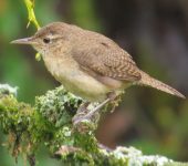 Troglodytes aedon Cucarachero común / House Wren / Troglodytes aedon (Passeriformes, Troglodytidae). Fotografía: Sebastián Berrío