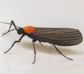Insecta