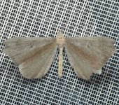 Hedylidae Hedylidae