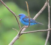 Dacnis azul / Blue Dacnis / Dacnis cayana (Passeriformes, Thraupidae). Fotografía: Sebastián Berrío