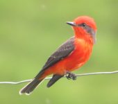 Pyrocephalus rubinus Titiribí pechirrojo / Vermilion Flycatcher / Pyrocephalus rubinus (Passeriformes, Tyrannidae). Fotografía: Sebastián Berrío