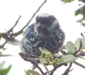 Tangara de lentejuelas / Beryl-spangled Tanager / Tangara nigroviridis (Passeriformes, Thraupidae). Fotografía: Sebastián Berrío